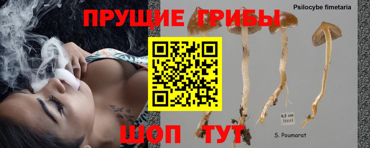 Псилоцибиновые грибы Psilocybine cubensis Дедовск